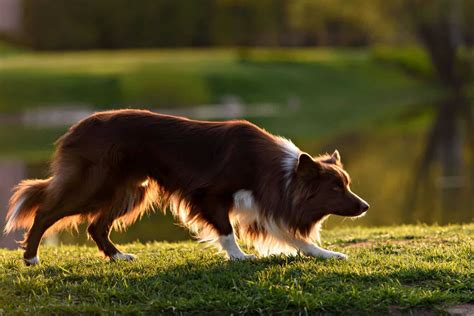 rough coat border collie